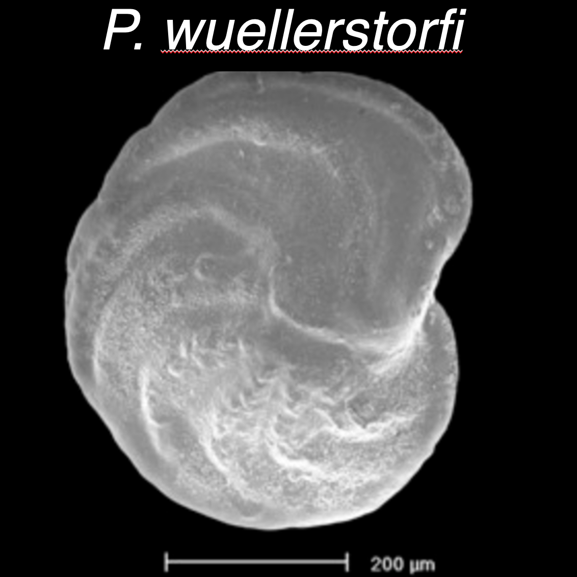 P. wuellerstorfi