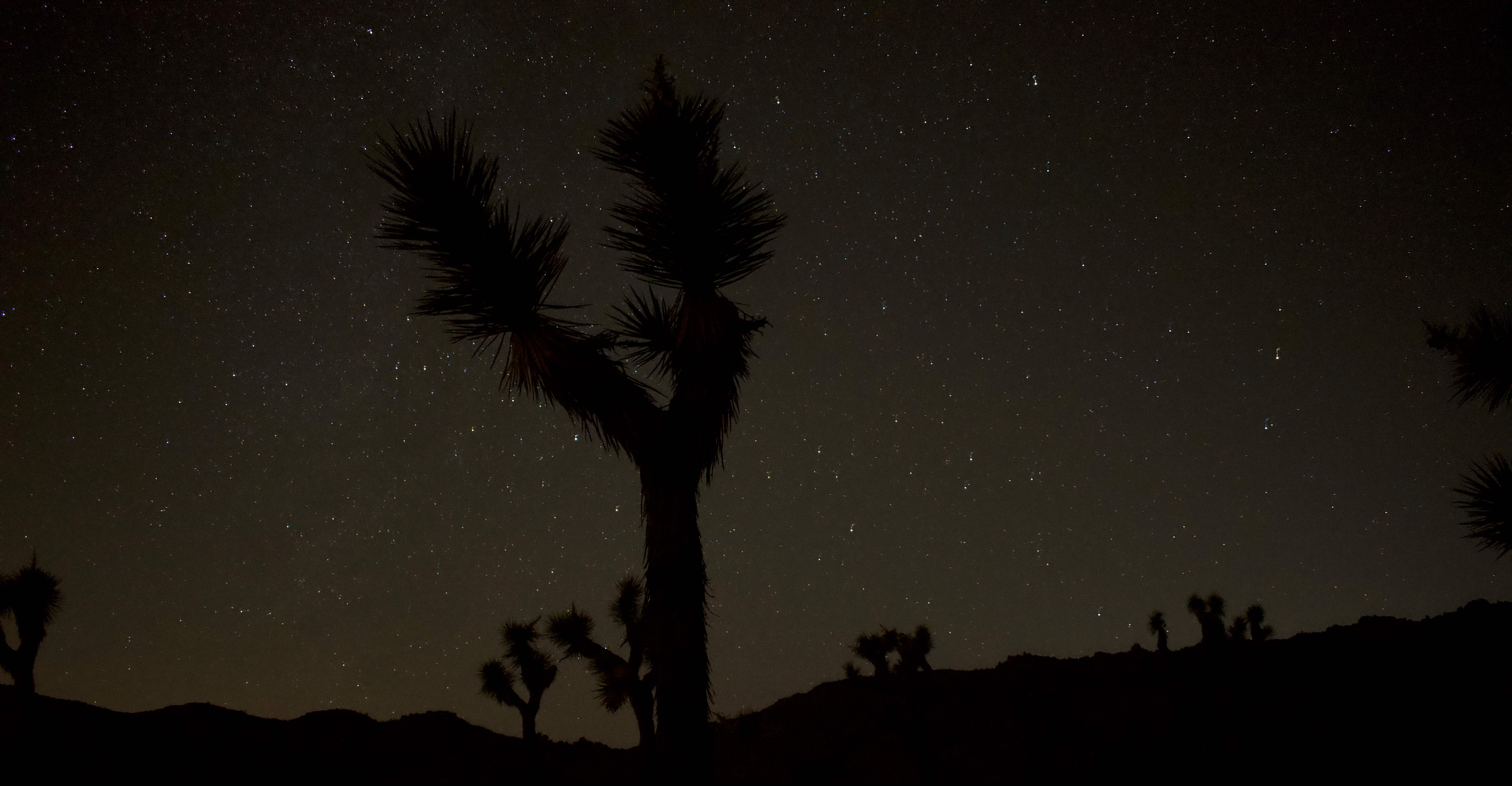 The image captures a beautiful night sky moment in Joshua Tree National Park, California.