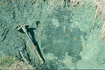 Hornerstown Formation, consisting of glauconite sand, near Runnemead