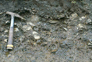 Mount Laurel Formation
