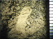Glauconite clay from the Navesink Formation in the Millville core