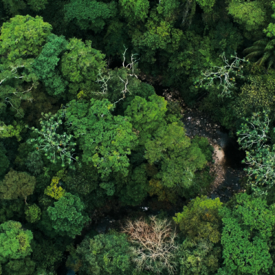 Rutgers-led study indicates future changes, including a reduction to Earth’s ability to store carbon